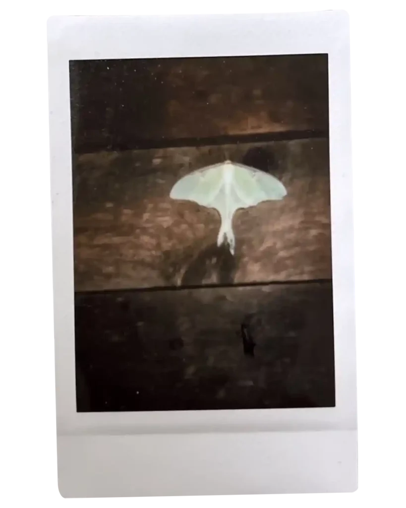 Polaroid of a moth